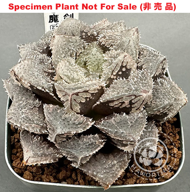 'Maken'「マケン」(Large Size Plant) 'Maken'「マケン」(Large Size Plant)