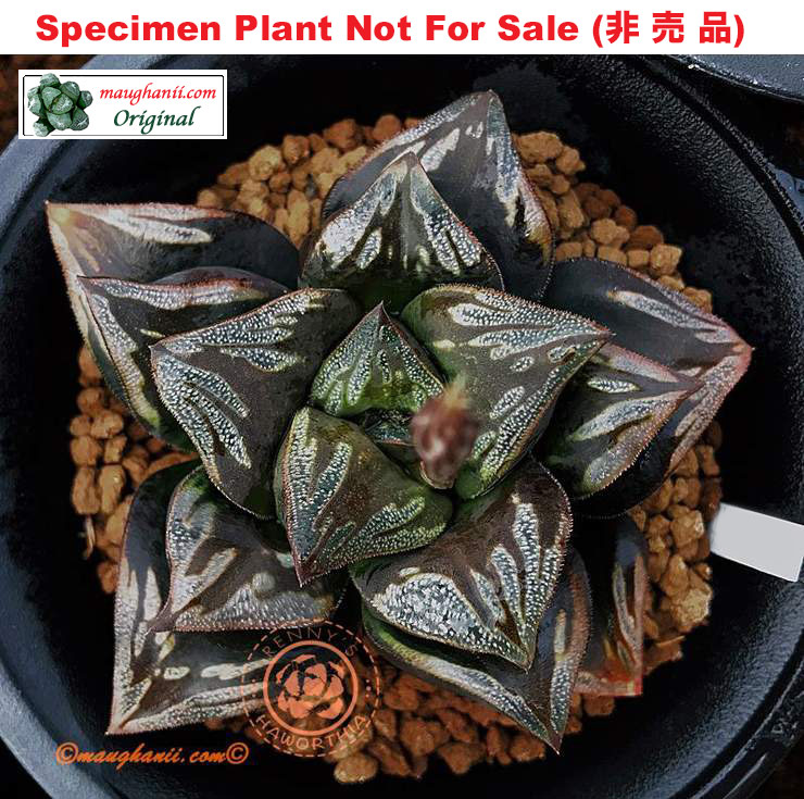 'Maleficent'「マレフィセント (梅尔菲森特)」(Large Size Plant) 'Maleficent'「マレフィセント (梅尔菲森特)」(Large Size Plant)