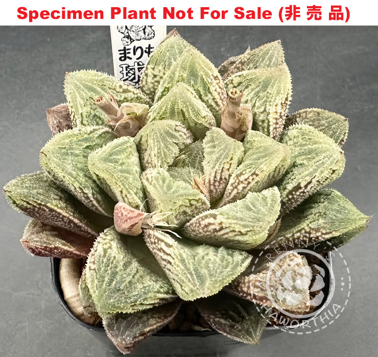 'Marimo'「マリモ」(Large Size Plant) 'Marimo'「マリモ」(Large Size Plant)