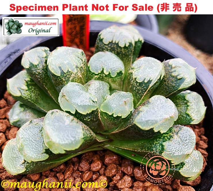 'Medusa'「メデューサ」(美杜莎) (Large Size Plant) 'Medusa'「メデューサ」(美杜莎) (Large Size Plant)