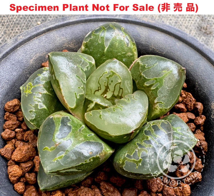 'Midori Honou'「緑焔 (綠色火焰)」(Medium Size Plant) 'Midori Honou'「緑焔 (綠色火焰)」(Medium Size Plant)