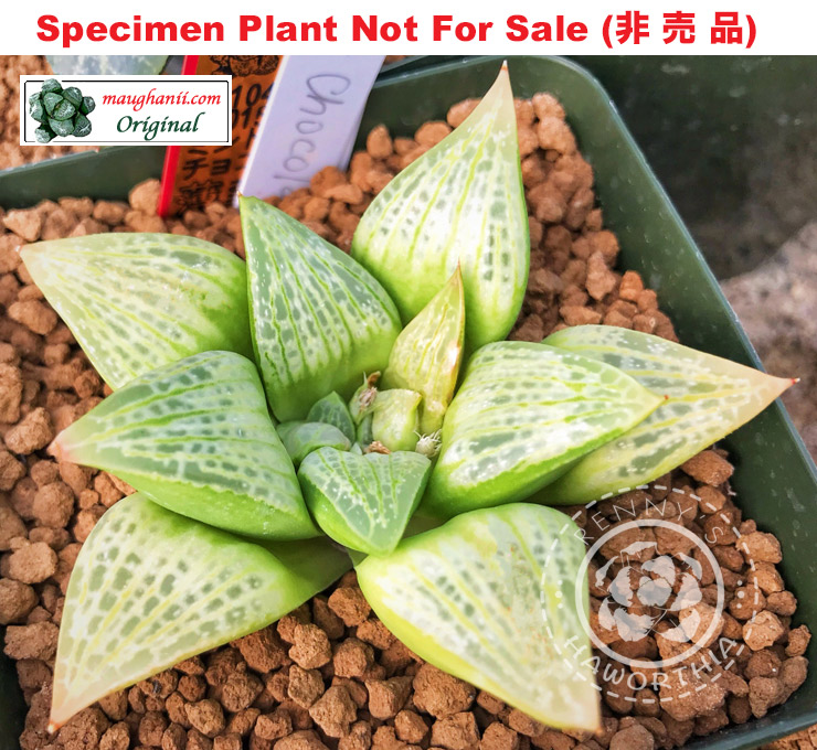 'Mint Chocolate'「ミントチョコレート」(Extra Large Size Plant) 'Mint Chocolate'「ミントチョコレート」(Extra Large Size Plant)