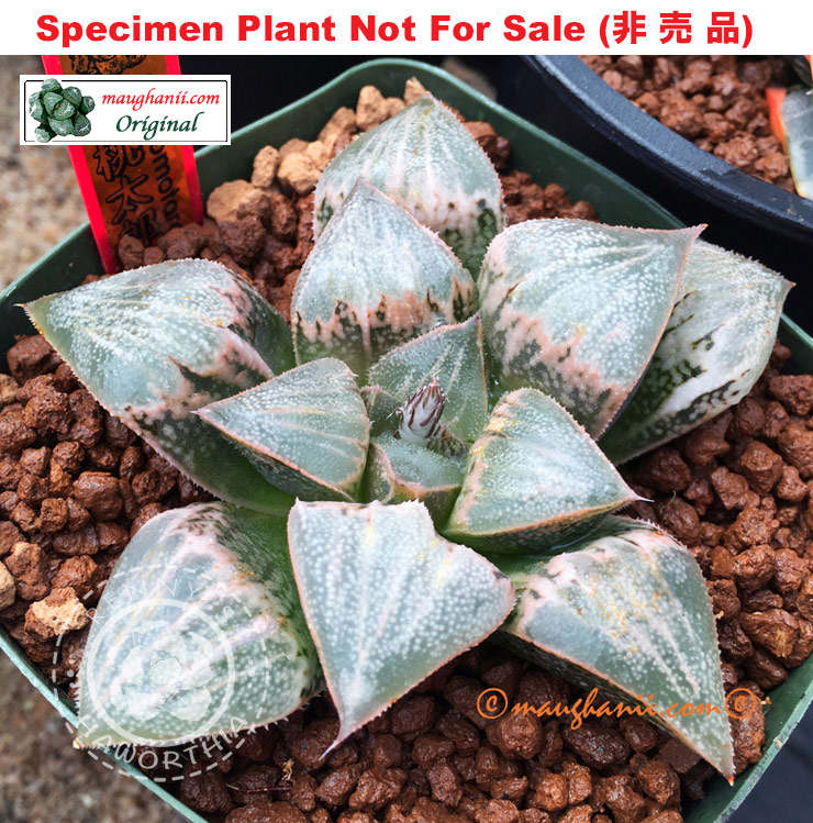 'Momotarou'「桃太郎」(Large Size Plant) 'Momotarou'「桃太郎」(Large Size Plant)