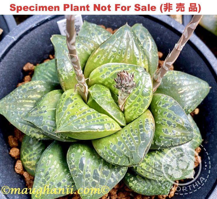 'Monjyu'「文珠」(Medium Size Plant) 'Monjyu'「文珠」(Medium Size Plant)