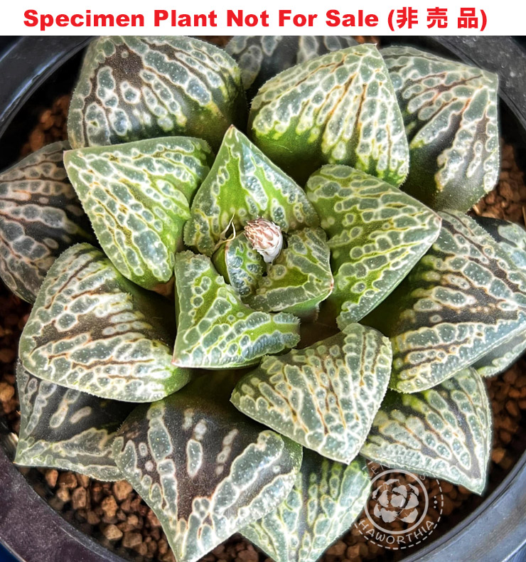 'Monjyu' x 'Tokimeki A'「紋寿 x ときめきA」(Large Size Plant) 'Monjyu' x 'Tokimeki A'「紋寿 x ときめきA」(Large Size Plant)