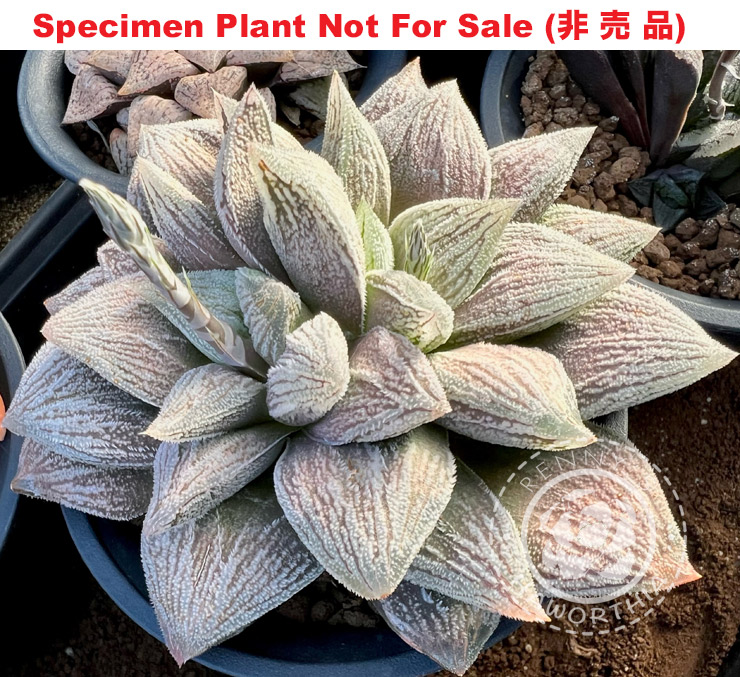 'Monster' XL grower「モンスター」(Large Size Plant) 'Monster' XL grower「モンスター」(Large Size Plant)