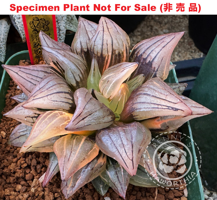 atrofusca mutant varie「ミュータントアトロフスカ」(Plant B-2024) atrofusca mutant varie「ミュータントアトロフスカ」(Plant B-2024)