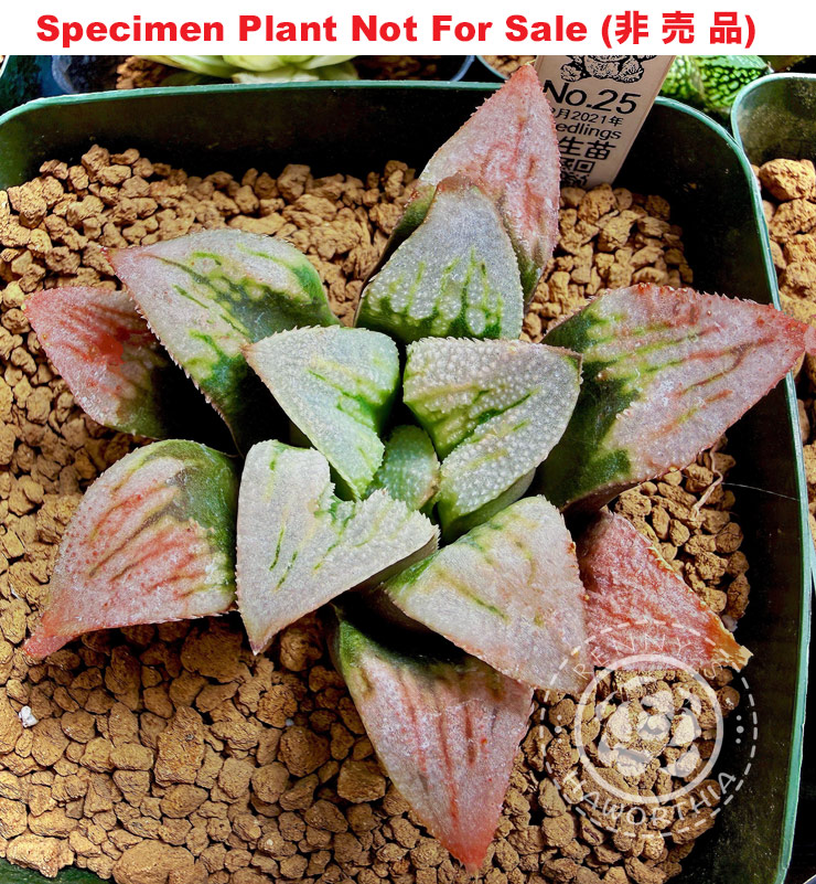 'Strawberry Cheesecake'「ストロベリーチーズケーキ」(Small Size Plant) 'Strawberry Cheesecake'「ストロベリーチーズケーキ」(Small Size Plant)