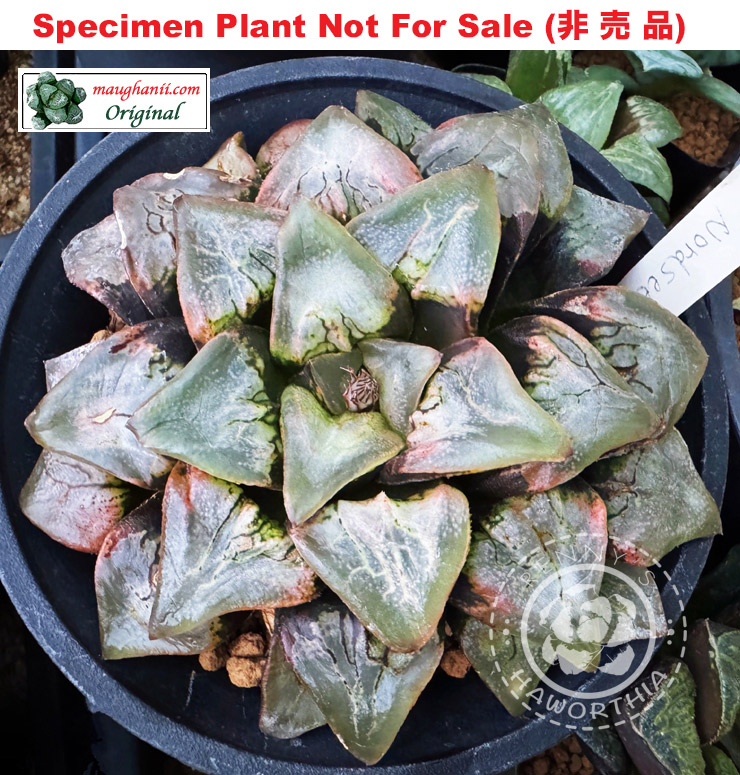 'Nordsea'「ノードシー」(Large Size Plant) 'Nordsea'「ノードシー」(Large Size Plant)