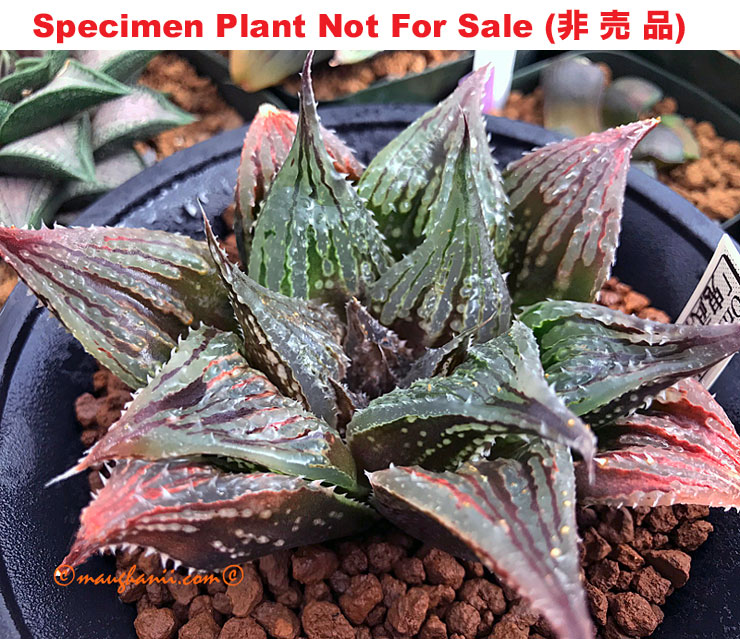 dimorpha hybrid 'Onimusha'「鬼武者」(Large Size Plant) dimorpha hybrid 'Onimusha'「鬼武者」(Large Size Plant)