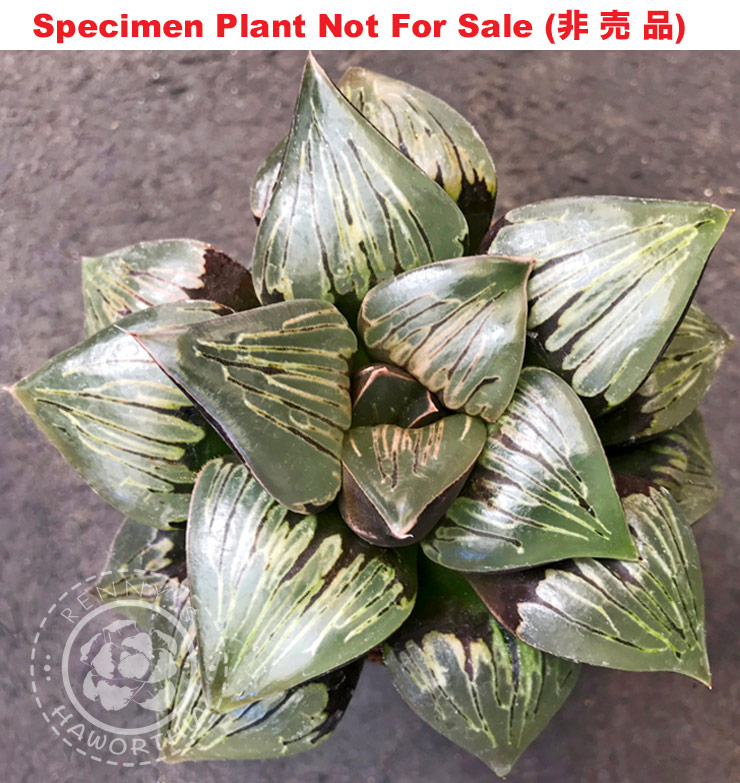 'Paparazzi'「パパラッチ」(Extra Large Size Plant) 'Paparazzi'「パパラッチ」(Extra Large Size Plant)