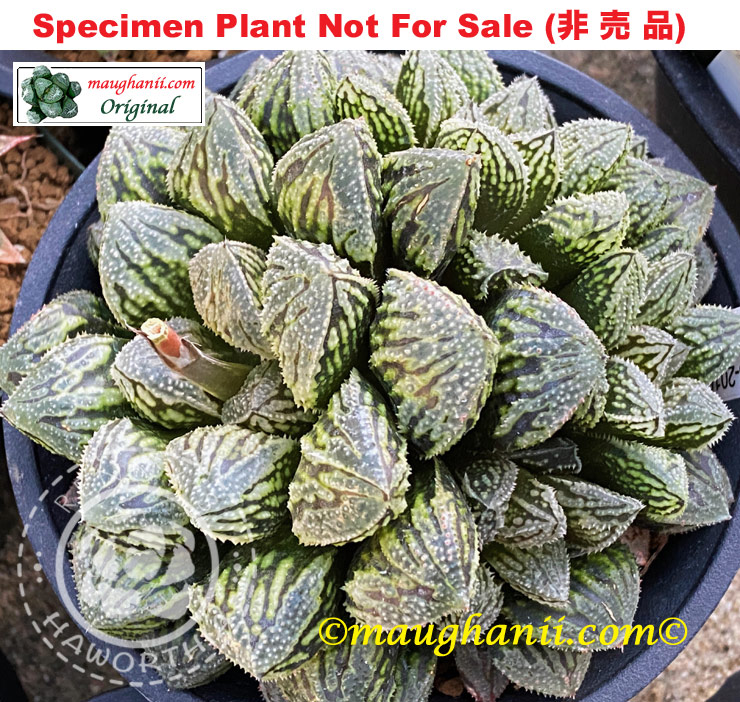 'Pinecone'「パインコーン」(松果) (Large Size Plant) 'Pinecone'「パインコーン」(松果) (Large Size Plant)