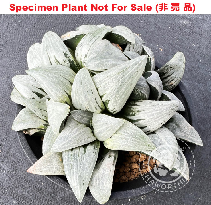 'Platina'「プラチナ」(Extra Large Size Plant) 'Platina'「プラチナ」(Extra Large Size Plant)