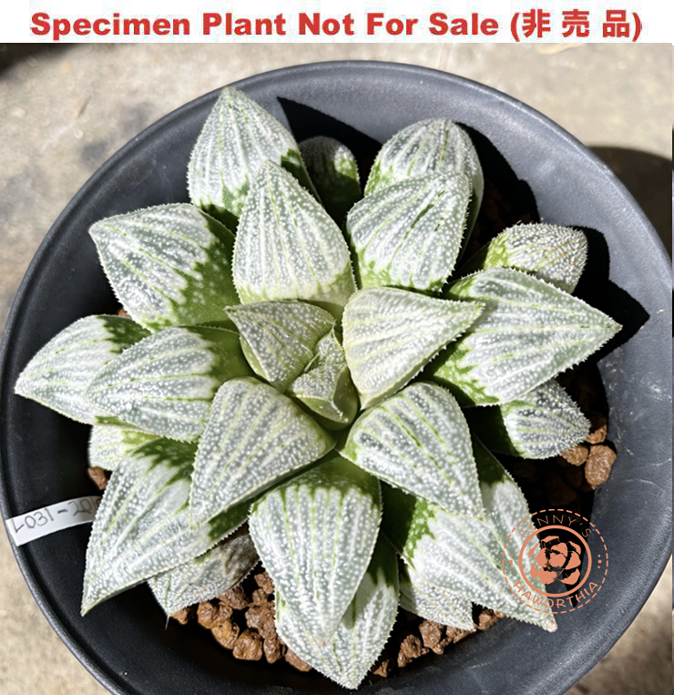 RS031-2016 (Large Size Plant) RS031-2016 (Large Size Plant)