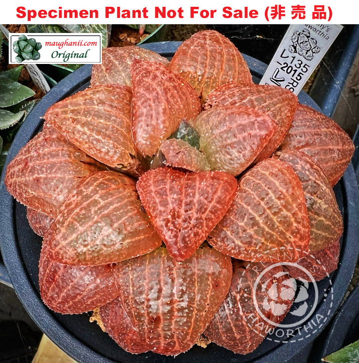 'Bird's Nest'「鳥の巣」(Small Size Plant)