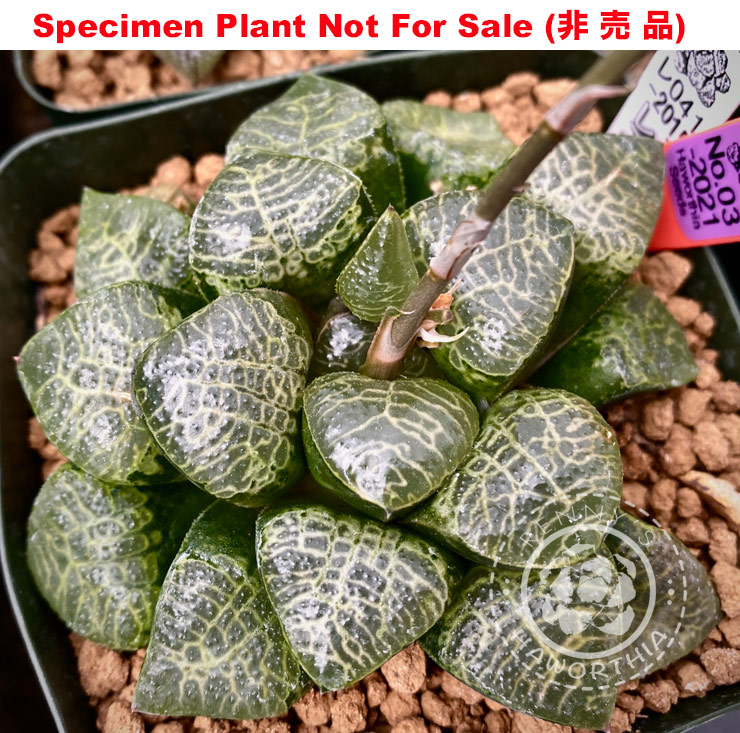 'Washi'「和紙」(Small Size Plant) 'Washi'「和紙」(Small Size Plant)