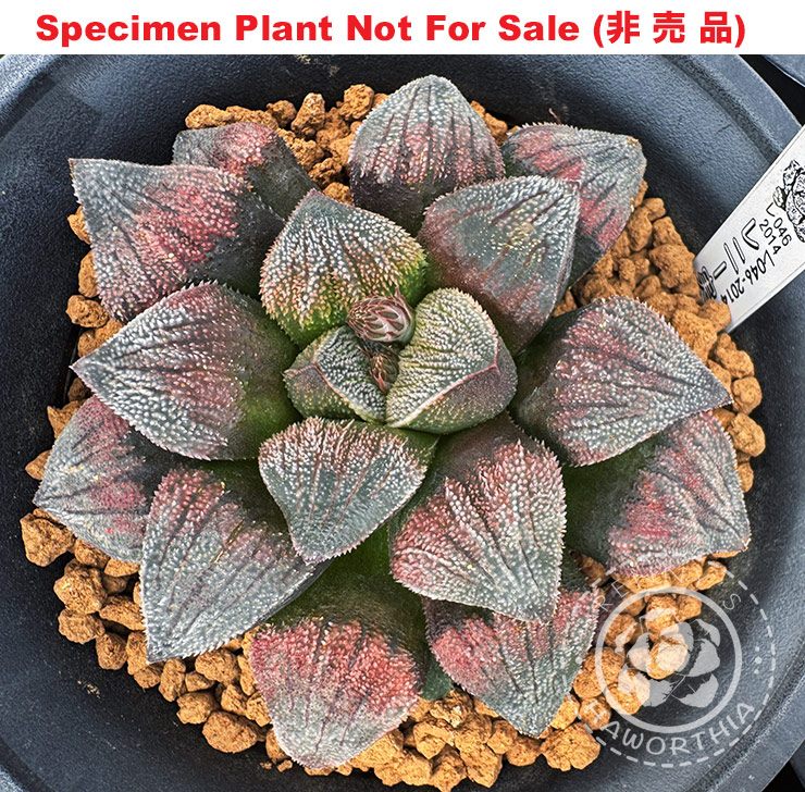RS-046-2014 (Large Size Plant) RS-046-2014 (Large Size Plant)