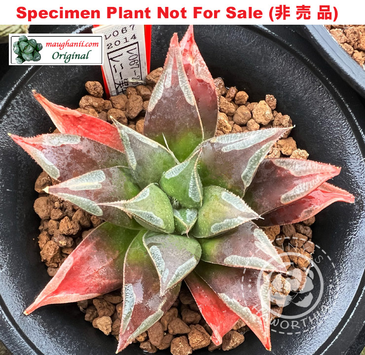 RS-067-2014 (Specimen Size Plant) RS-067-2014 (Specimen Size Plant)