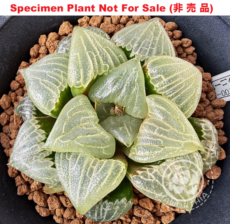 'RS100-2014' (Large Size Plant) 'RS100-2014' (Large Size Plant)