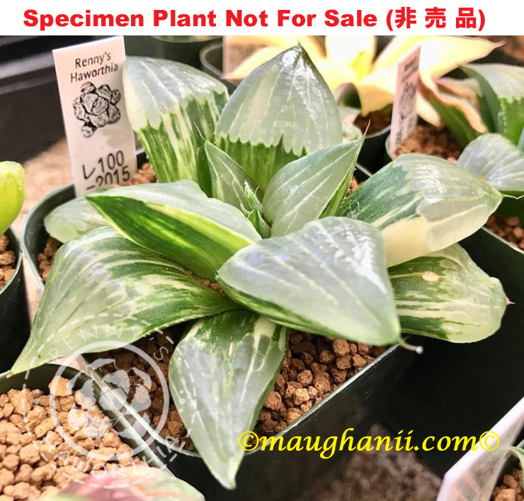 RS-100-2015 mutica x beaukmanii variegate (斑F-2025) RS-100-2015 mutica x beaukmanii variegate (斑F-2025)
