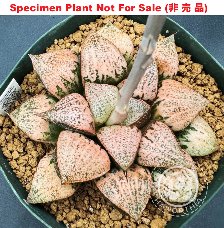 'RS-109-2015' (Specimen Size), Only One 'RS-109-2015' (Specimen Size), Only One