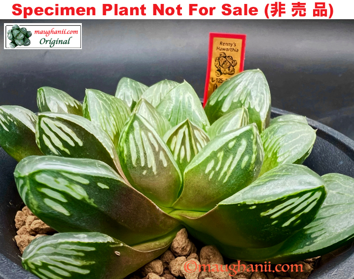 'Muscat'「マスカット(馬斯喀特)」(Large Size Plant) 'Muscat'「マスカット(馬斯喀特)」(Large Size Plant)