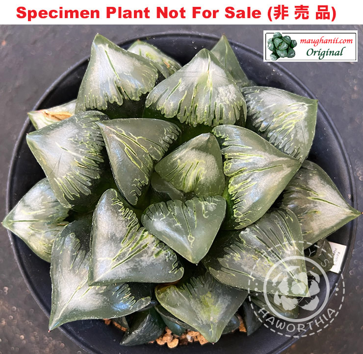 'Super Bowl'「スーパーボウル (超級盃)」RS-128-2015 (Extra Large Size Plant) 'Super Bowl'「スーパーボウル (超級盃)」RS-128-2015 (Extra Large Size Plant)