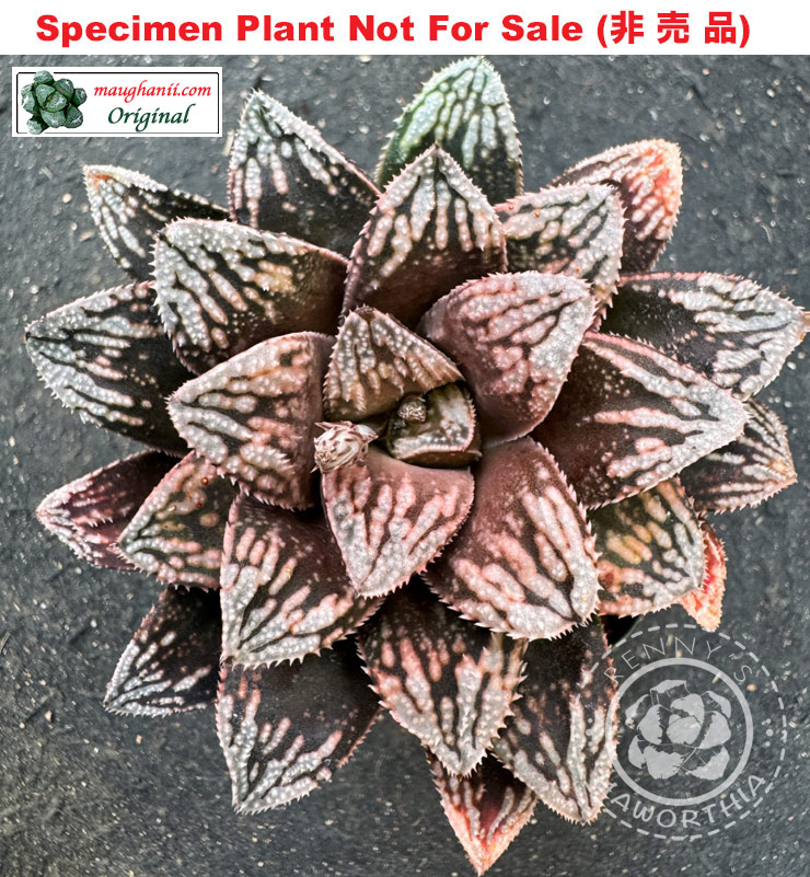 'Porcupine'「ヤマアラシ」RS-166-2014 (Medium Size Plant) 'Porcupine'「ヤマアラシ」RS-166-2014 (Medium Size Plant)