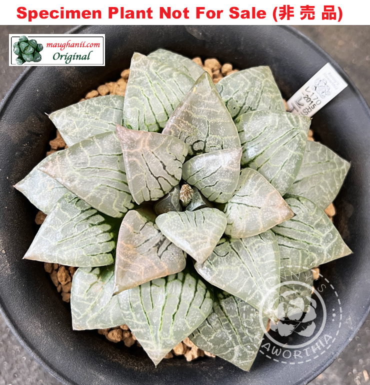 'Mont Blanc' RS-170-2015 (Extra Large Size Plant) 'Mont Blanc' RS-170-2015 (Extra Large Size Plant)