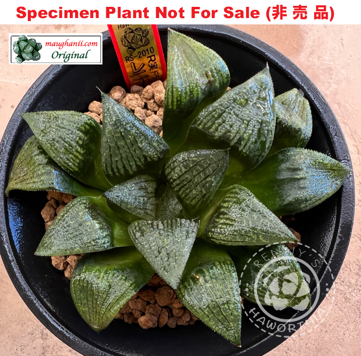 RS-2010 (Large Size Plant) RS-2010 (Large Size Plant)