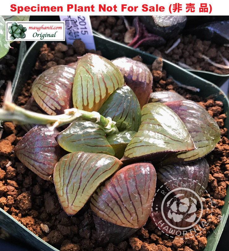 'RS-202-2015' (Large Size Plant) 'RS-202-2015' (Large Size Plant)