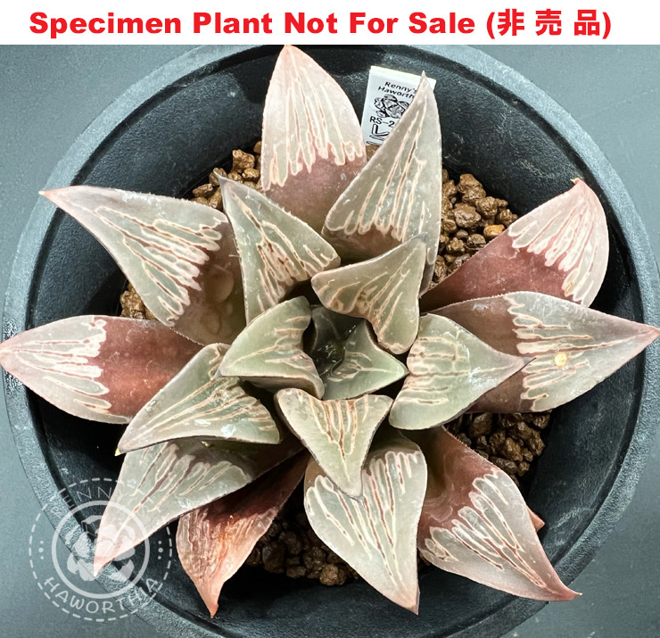 RS-2031 (Extra Large Size Plant) RS-2031 (Extra Large Size Plant)
