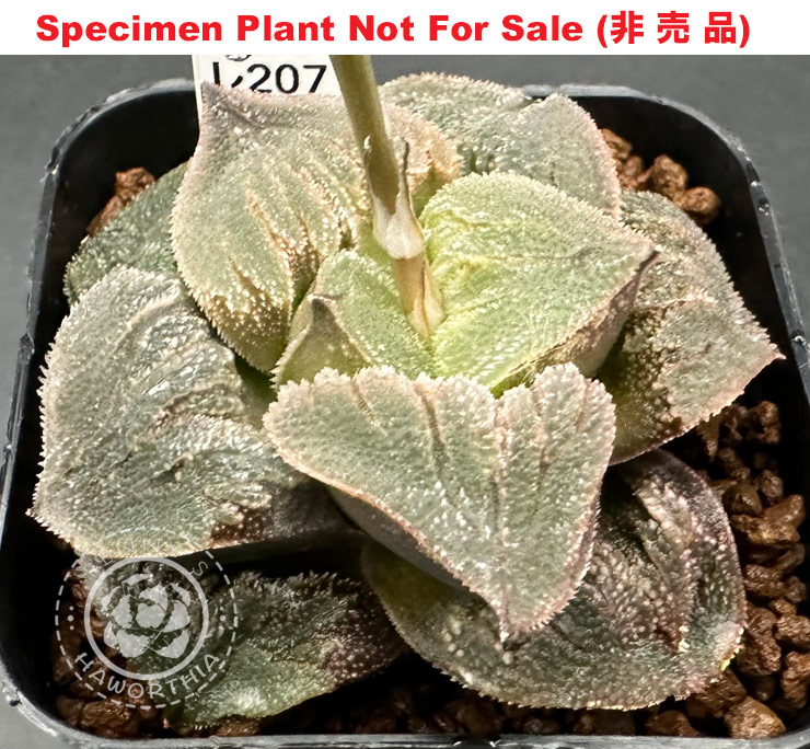 'RS-207-2015' Xtra Chunky (Large Size Plant) 'RS-207-2015' Xtra Chunky (Large Size Plant)