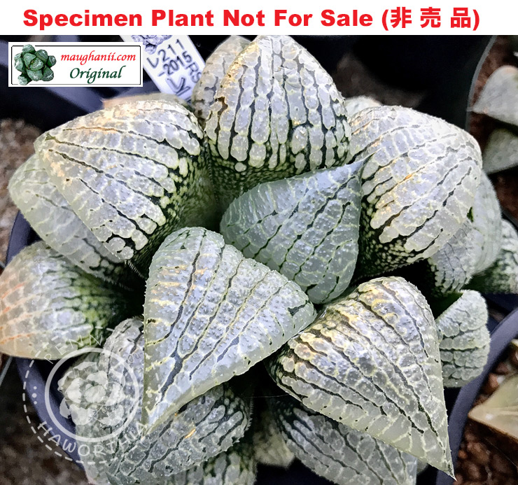 RS211-2015 (Small Size Plant) RS211-2015 (Small Size Plant)
