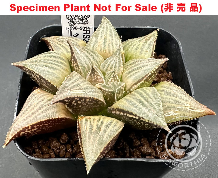 'RS-298-2014' (Large Size Plant) 'RS-298-2014' (Large Size Plant)