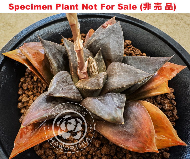 'RS-299-2014' (Small Size Plant) 'RS-299-2014' (Small Size Plant)