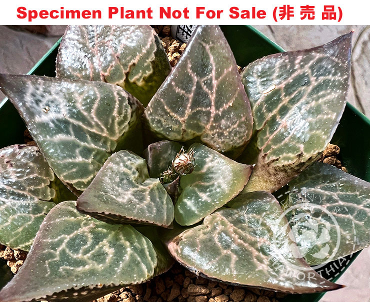 RS-319-2013 (Large Size Plant) RS-319-2013 (Large Size Plant)
