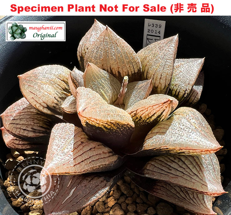 RS-339-2014 (Extra Large Size Plant) RS-339-2014 (Extra Large Size Plant)