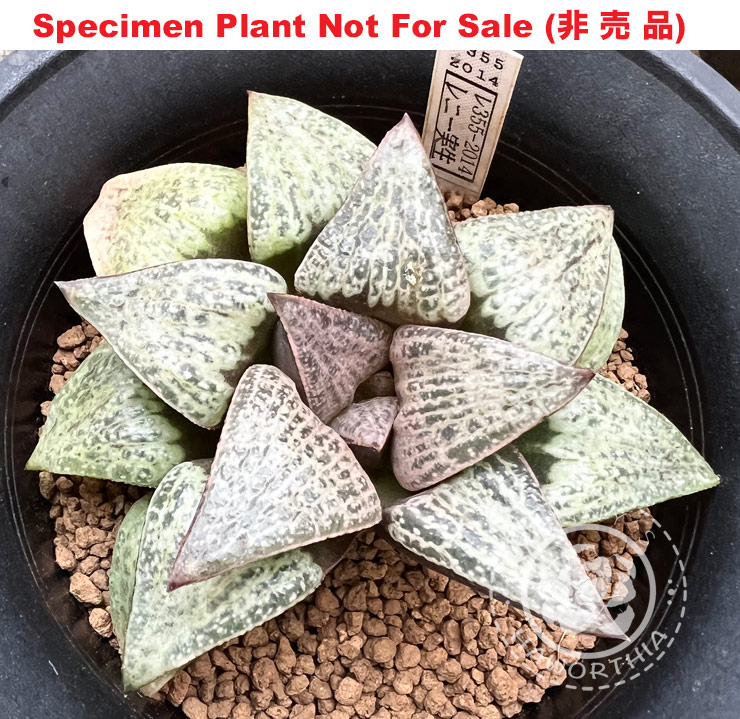 RS-355-2014 (Large Size Plant) RS-355-2014 (Large Size Plant)