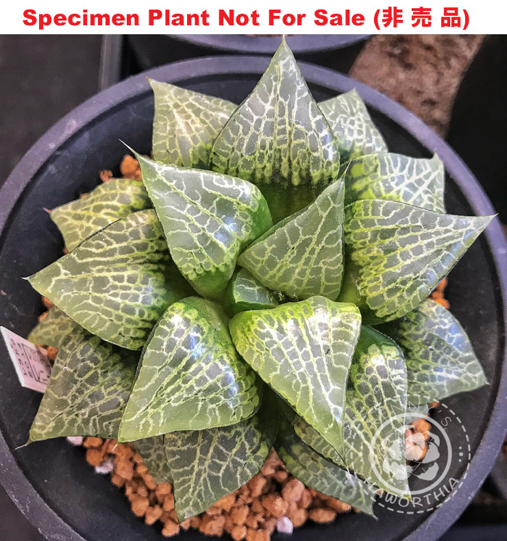 'RS-359-2014' (Large Size Plant) 'RS-359-2014' (Large Size Plant)