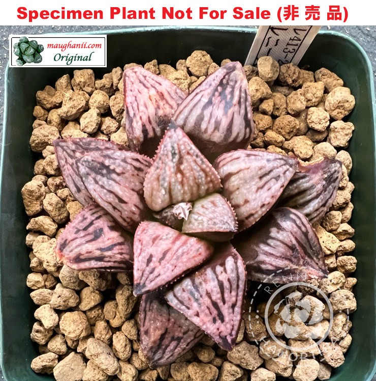 'RS-413-2014' (Large Size Plant) 'RS-413-2014' (Large Size Plant)