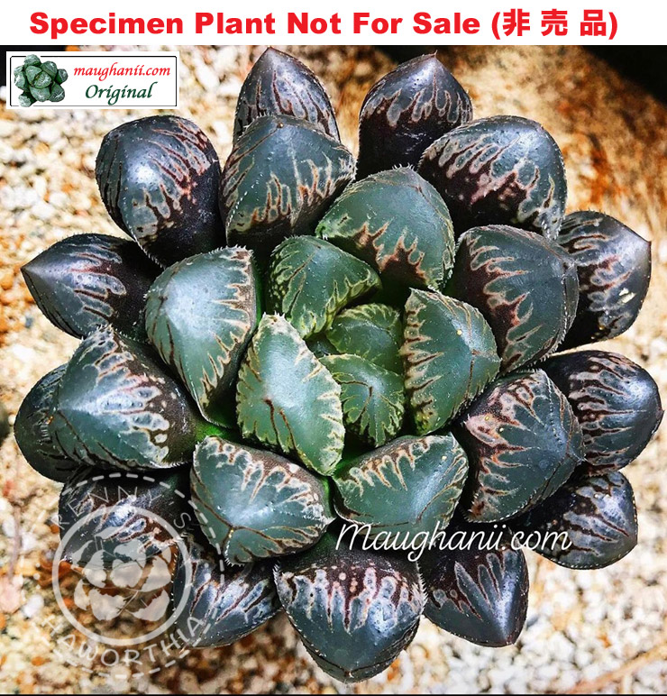 'Kurogoma'「黒胡麻」(Large Size Plant) 'Kurogoma'「黒胡麻」(Large Size Plant)