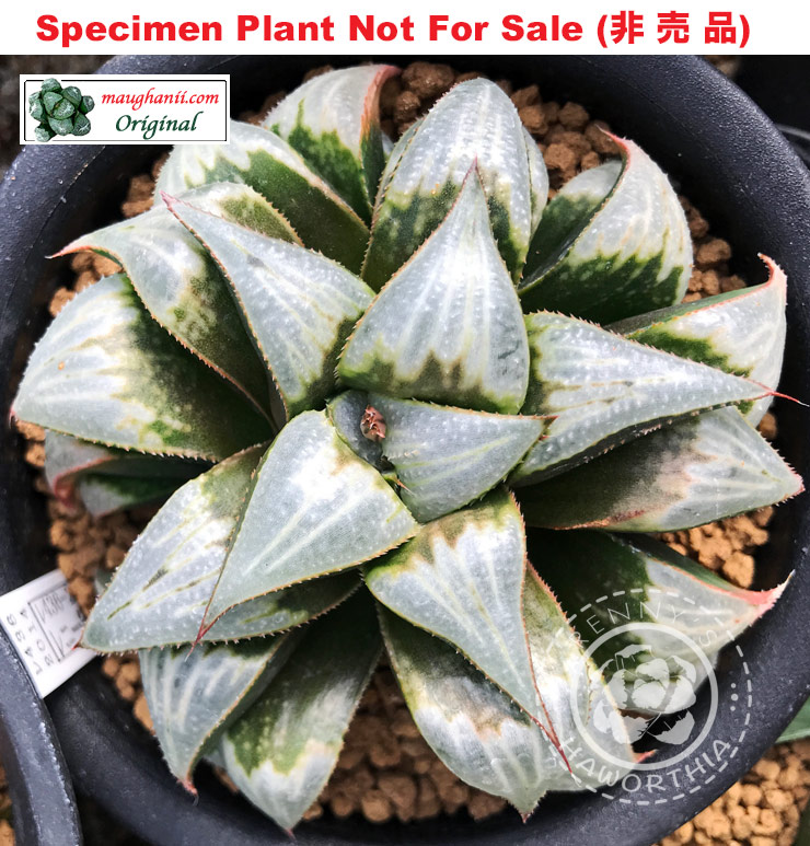 'RS-436-2014' (Large Size Plant) 'RS-436-2014' (Large Size Plant)
