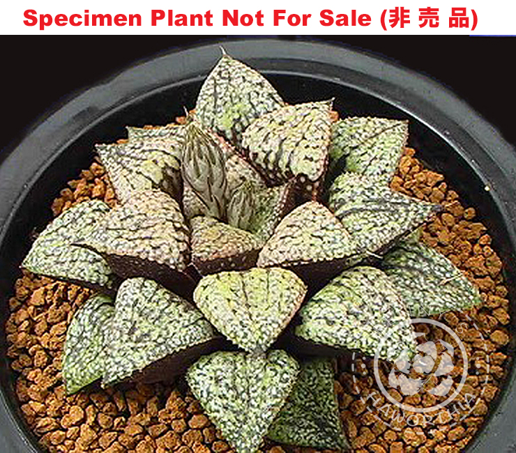 RS-449-2014 (Large Size Plant) RS-449-2014 (Large Size Plant)