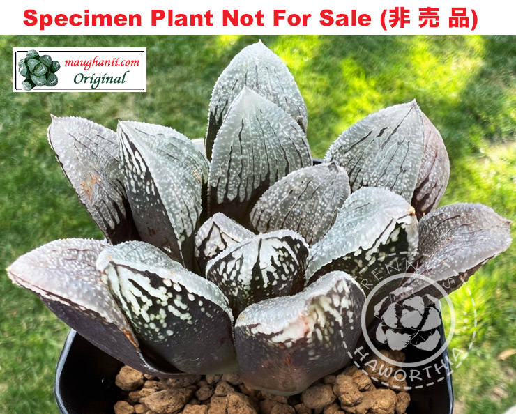 RS-561-2014 (Large Size Plant) RS-561-2014 (Large Size Plant)