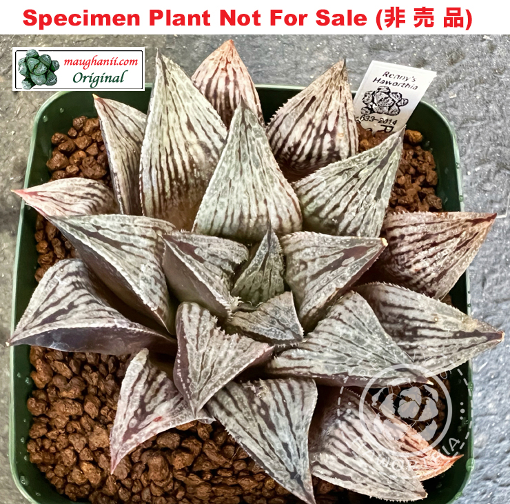 RS-633-2014 (Extra Large Size Plant) RS-633-2014 (Extra Large Size Plant)