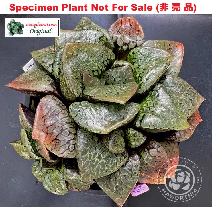 RS-720-2015 (Large Size Plant) super chunky 'Marilyn' hyb RS-720-2015 (Large Size Plant) super chunky 'Marilyn' hyb