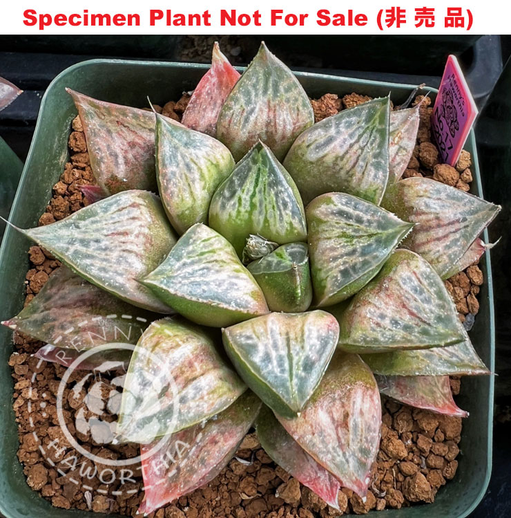 'RS755-2014' (Large Size Plant) 'RS755-2014' (Large Size Plant)