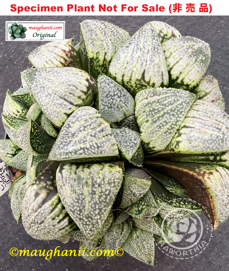RS-776-2014 (Extra Large Size Plant) RS-776-2014 (Extra Large Size Plant)