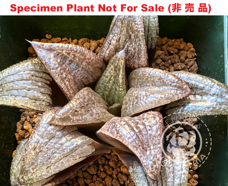 RS-809-2014 (Extra Large Size Plant) RS-809-2014 (Extra Large Size Plant)